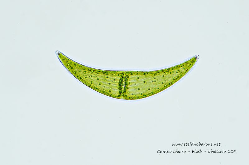 Closterium sp.: L''alga a mezzaluna che 